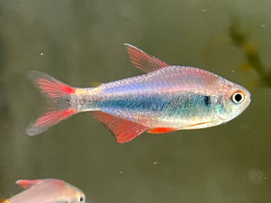 Rot Blauer Perusalmler Hyphessobrycon margitae