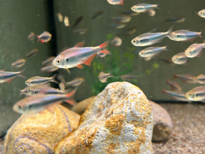 Rot Blauer Perusalmler Hyphessobrycon margitae