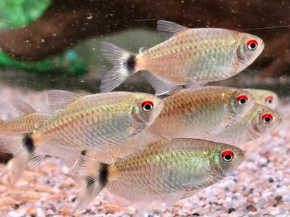 Rotaugen Moenkhausia Moenkhausia sanctaefilomenae