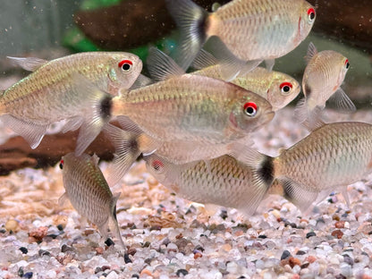 Rotaugen Moenkhausia Moenkhausia sanctaefilomenae