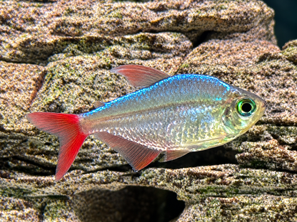 Rotblauer Kolumbianer Hyphessobrycon columbianus