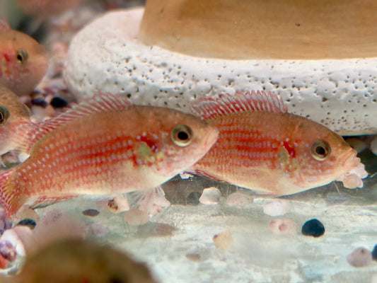 Rote Cichlide Juwelenbuntbarsch Hemichromis lifalili