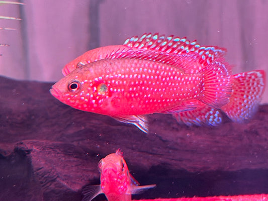 Rote Cichlide Juwelenbuntbarsch Hemichromis lifalili