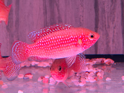 Rote Cichlide Juwelenbuntbarsch Hemichromis lifalili
