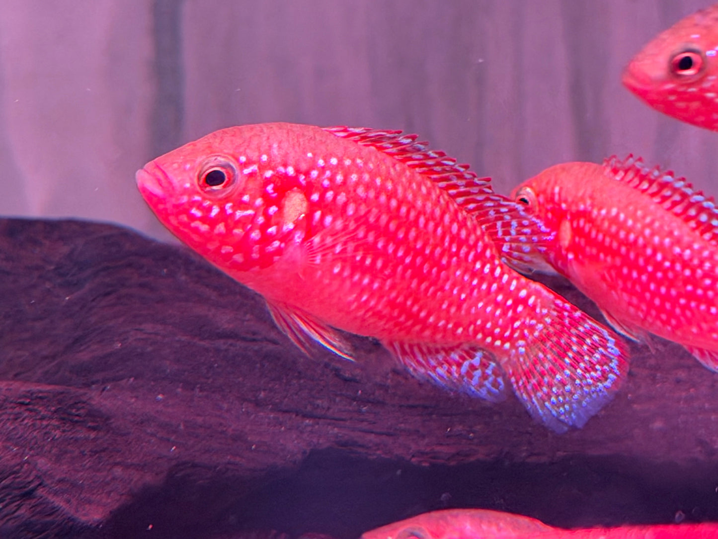 Rote Cichlide Juwelenbuntbarsch Hemichromis lifalili