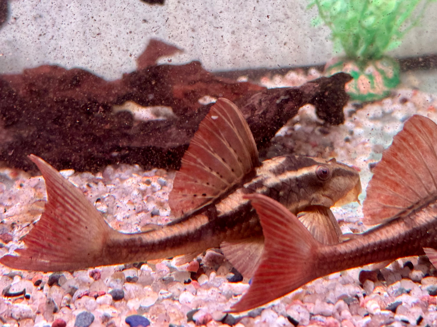 L137 Roter Bruno Cochliodon basilisko 5-6 cm