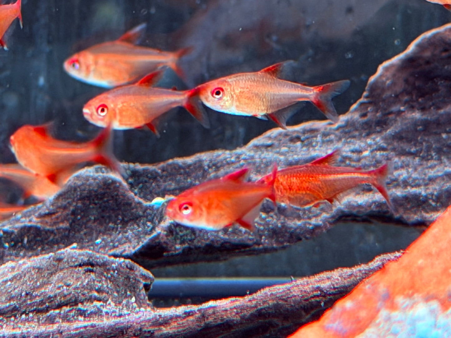 Roter Cherrysalmler Hyphessobrycon sp. Red Muzel ca. 1,2-1,7 cm