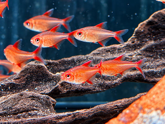 Roter Cherrysalmler Hyphessobrycon sp. Red Muzel ca. 1,2-1,7 cm