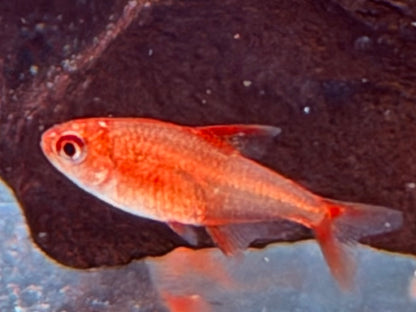 Roter Cherrysalmler Hyphessobrycon sp. Red Muzel ca. 1,2-1,7 cm