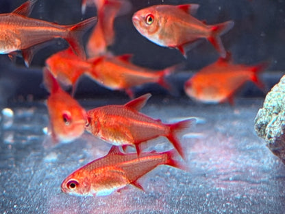 Roter Cherrysalmler Hyphessobrycon sp. Red Muzel ca. 1,2-1,7 cm