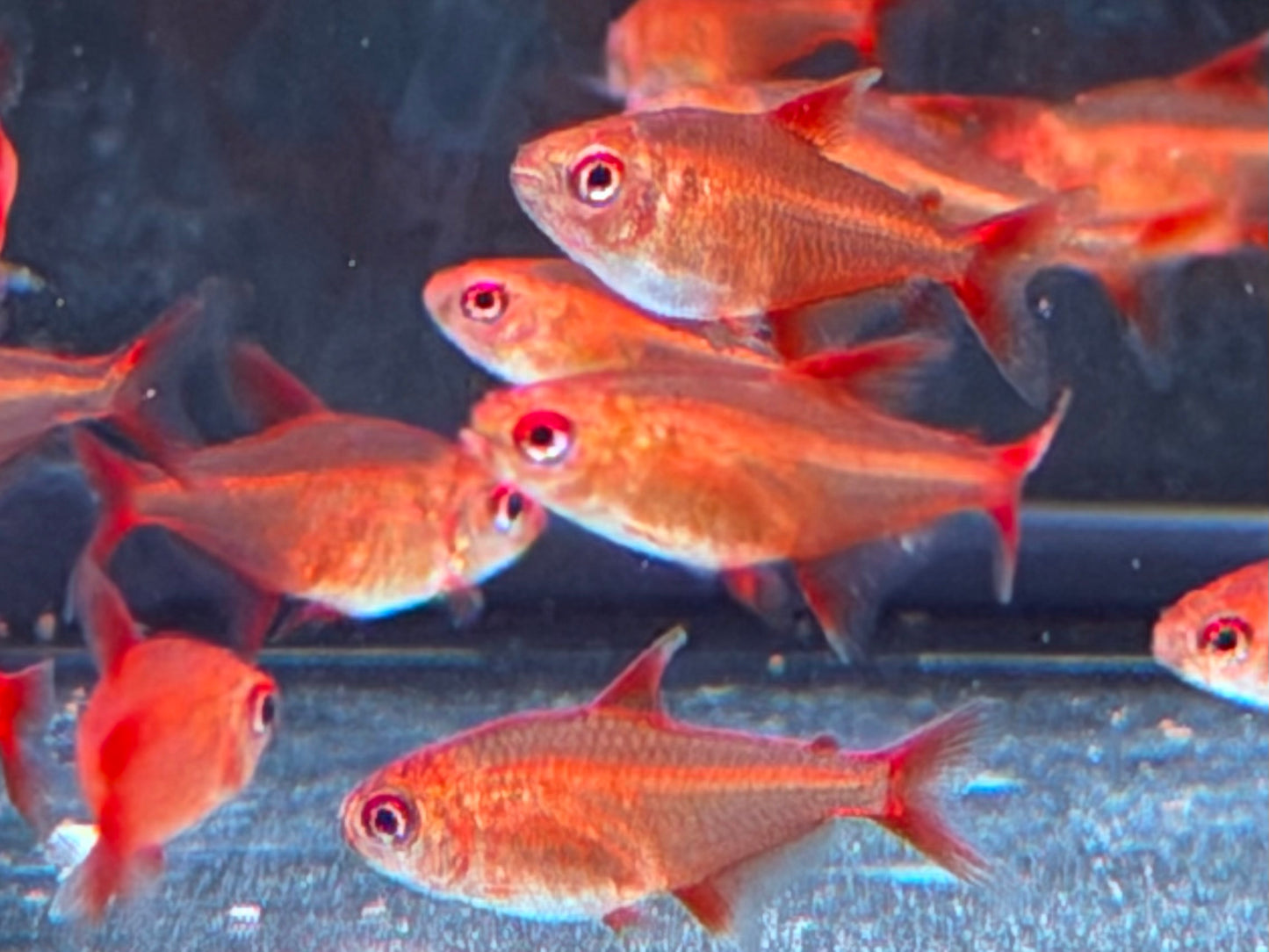 Roter Cherrysalmler Hyphessobrycon sp. Red Muzel ca. 1,2-1,7 cm