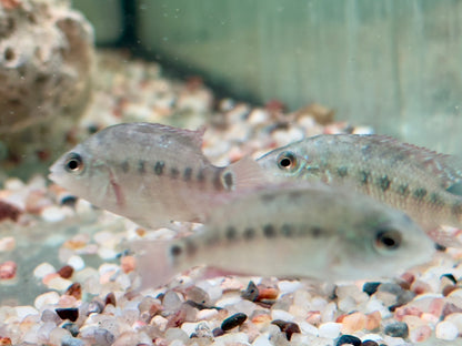 Roter Ecuadorbuntbarsch Mesoheros Cichlasoma festae