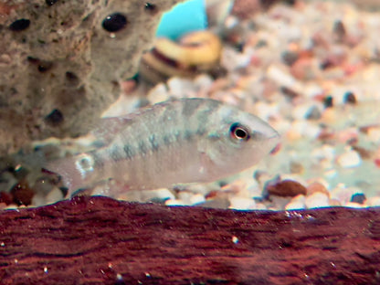Roter Ecuadorbuntbarsch Mesoheros Cichlasoma festae