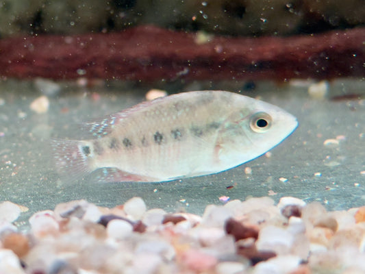 Roter Ecuadorbuntbarsch Mesoheros Cichlasoma festae