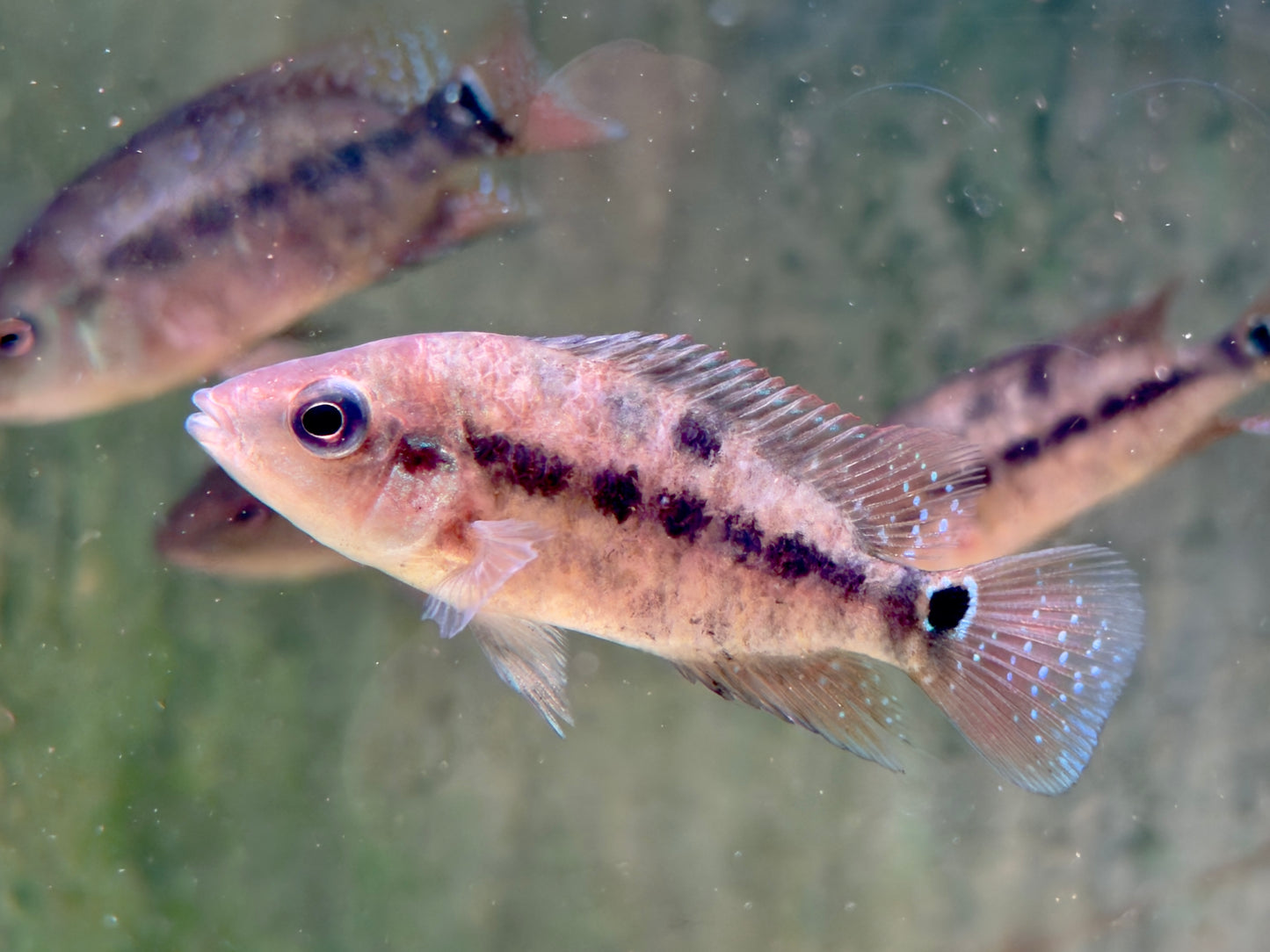 Roter Ecuadorbuntbarsch Mesoheros Cichlasoma festae
