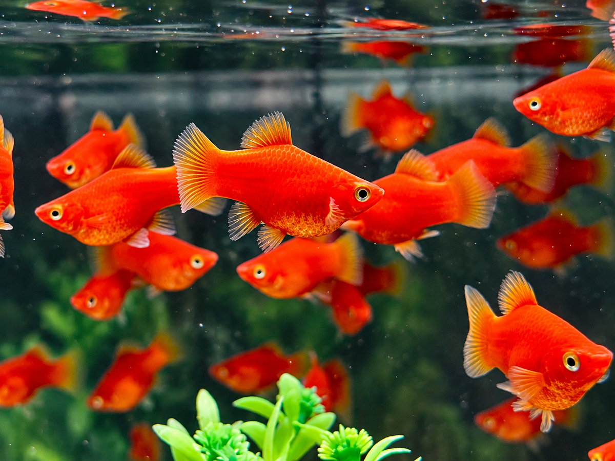Roter Korallenplaty Xiphophorus maculatus
