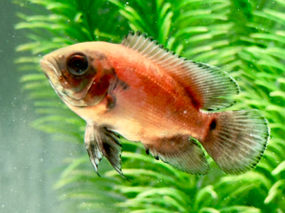 Roter Oskar Pfauenaugenbuntbarsch Astronotus ocellatus