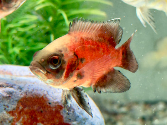 Roter Oskar Pfauenaugenbuntbarsch Astronotus ocellatus