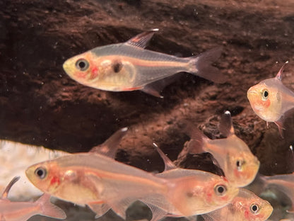 Roter Phantomsalmler Megalamphodus sweglesi