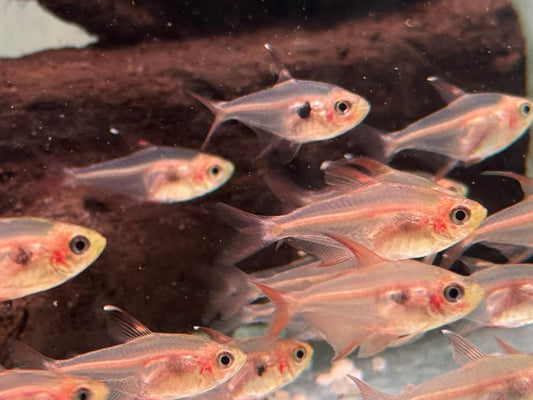Roter Phantomsalmler Megalamphodus sweglesi