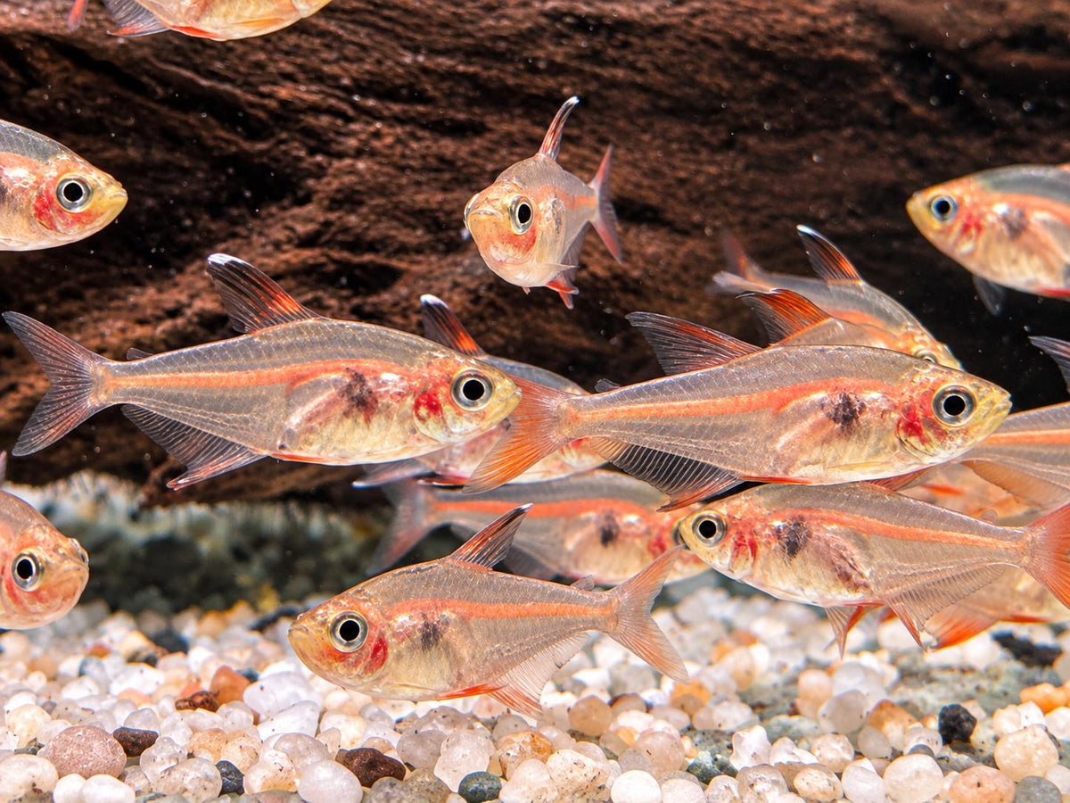 Roter Phantomsalmler Megalamphodus sweglesi