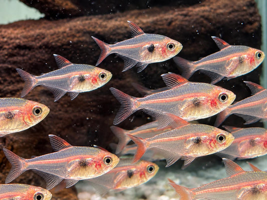 Roter Phantomsalmler Megalamphodus sweglesi