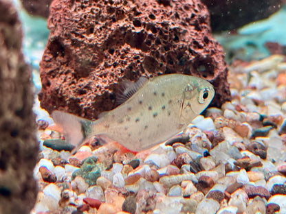 Roter Piranha Serrasalmus I Pygocentrus nattereri 4-4,5 cm
