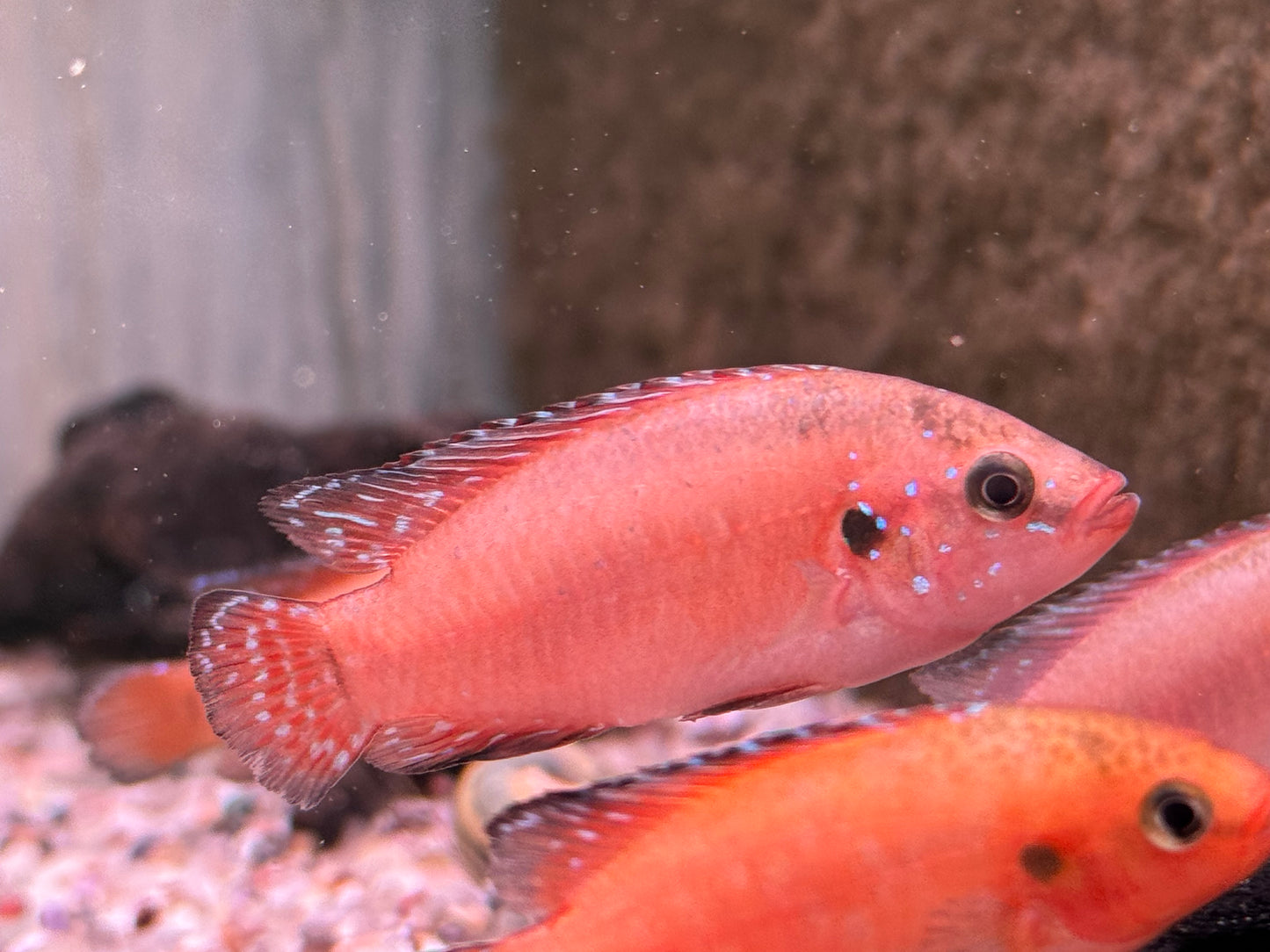 Roter Turkana Buntbarsch Hemichromis exsul