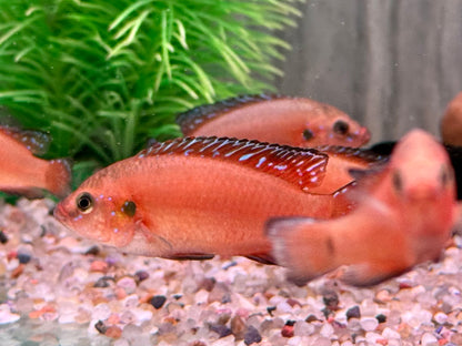 Roter Turkana Buntbarsch Hemichromis exsul