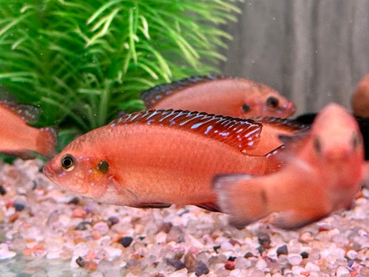 Roter Turkana Buntbarsch Hemichromis exsul