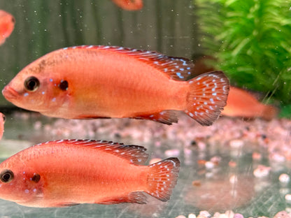 Roter Turkana Buntbarsch Hemichromis exsul