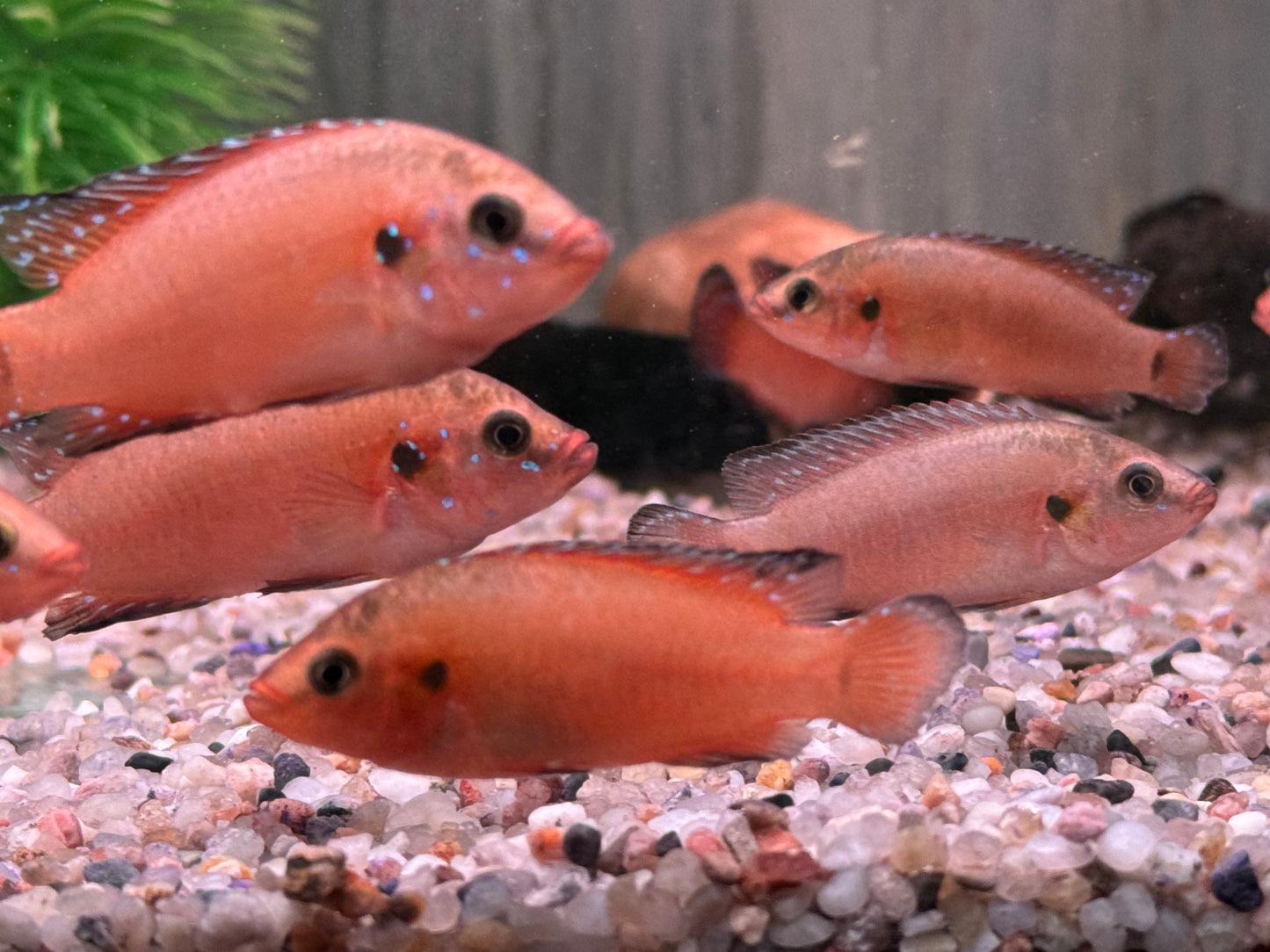 Roter Turkana Buntbarsch Hemichromis exsul