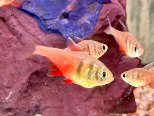 Roter von Rio Hyphessobrycon flammeus
