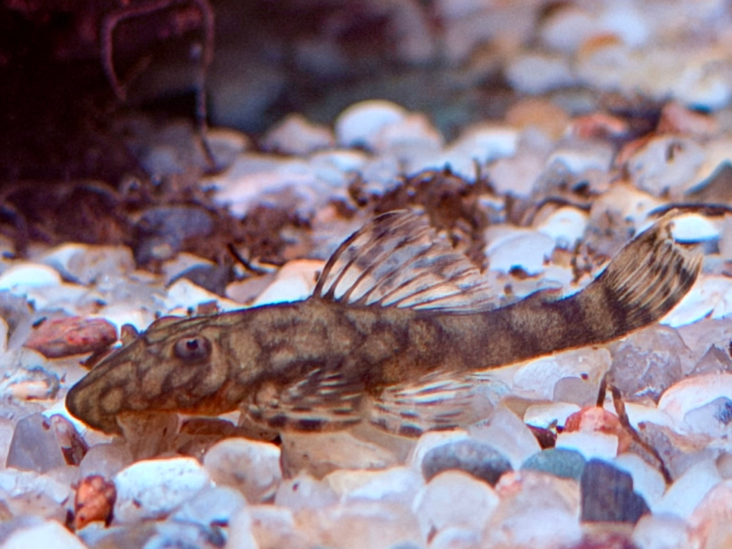 Rotflecken Antennenwels Ancistrus spec. Rio Paraguay 3,5-4 cm