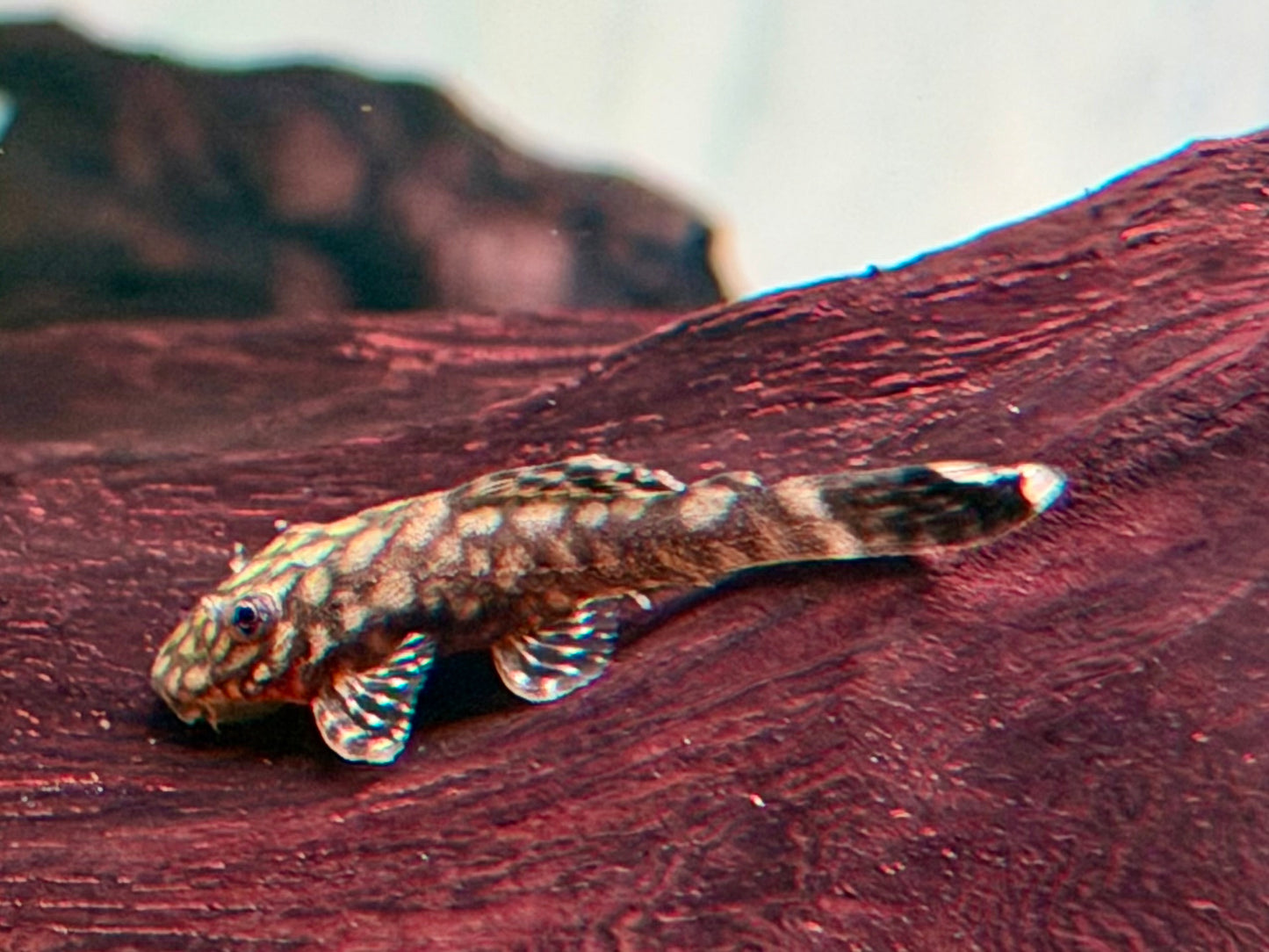 Rotflecken Antennenwels Ancistrus spec. Rio Paraguay 3,5-4 cm
