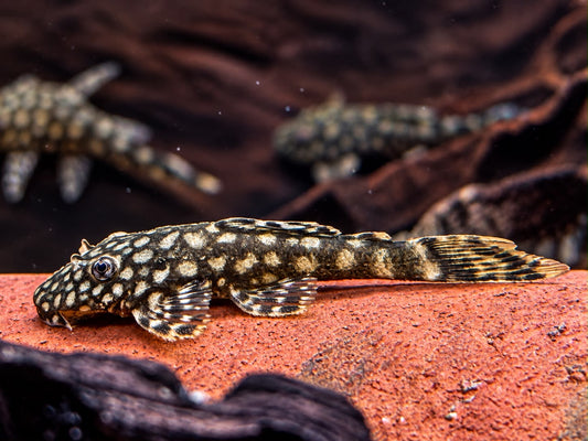 Rotflecken Antennenwels Ancistrus spec. Rio Paraguay 3,5-4 cm