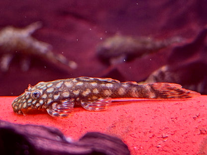 Rotflecken Antennenwels Ancistrus spec. Rio Paraguay 3,5-4 cm