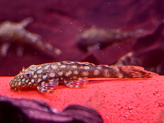 Rotflecken Antennenwels Ancistrus spec. Rio Paraguay 3,5-4 cm