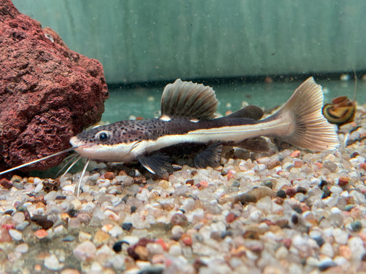 Rotflossen Antennenwels Phractocephalus hemioliopterus