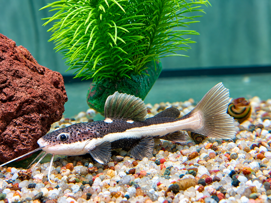 Rotflossen Antennenwels Phractocephalus hemioliopterus
