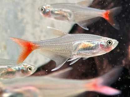 Rotflossen Glassalmler Prionobrama filigera