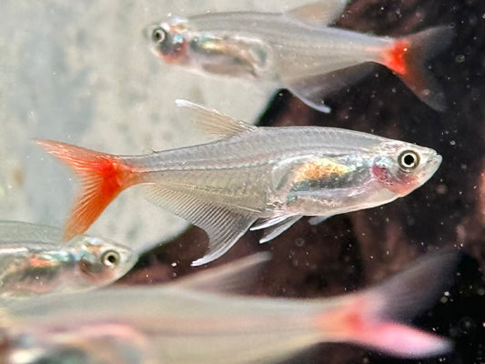 Rotflossen Glassalmler Prionobrama filigera