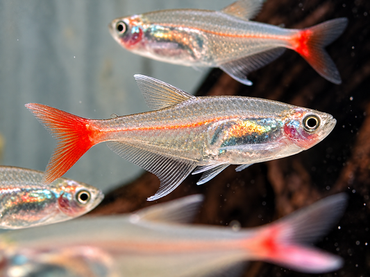 Rotflossen Glassalmler Prionobrama filigera