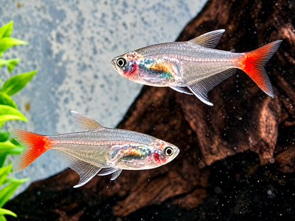 Rotflossen Glassalmler Prionobrama filigera