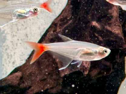 Rotflossen Glassalmler Prionobrama filigera