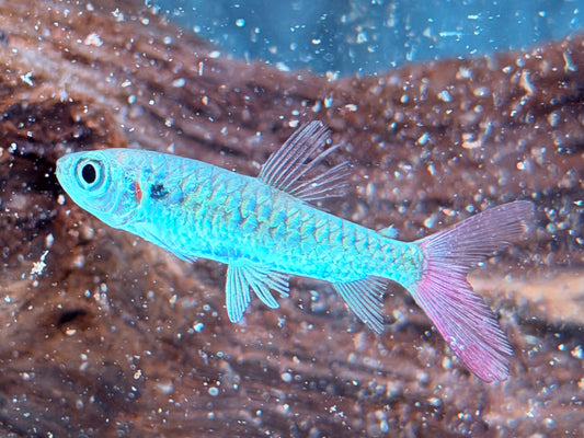Rotflossen Großschuppensalmler Chalceus macrolepidotus 5 cm