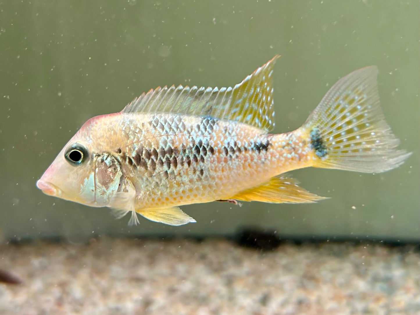 Rothauben Erdfresser Geophagus steindachneri