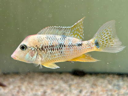 Rothauben Erdfresser Geophagus steindachneri