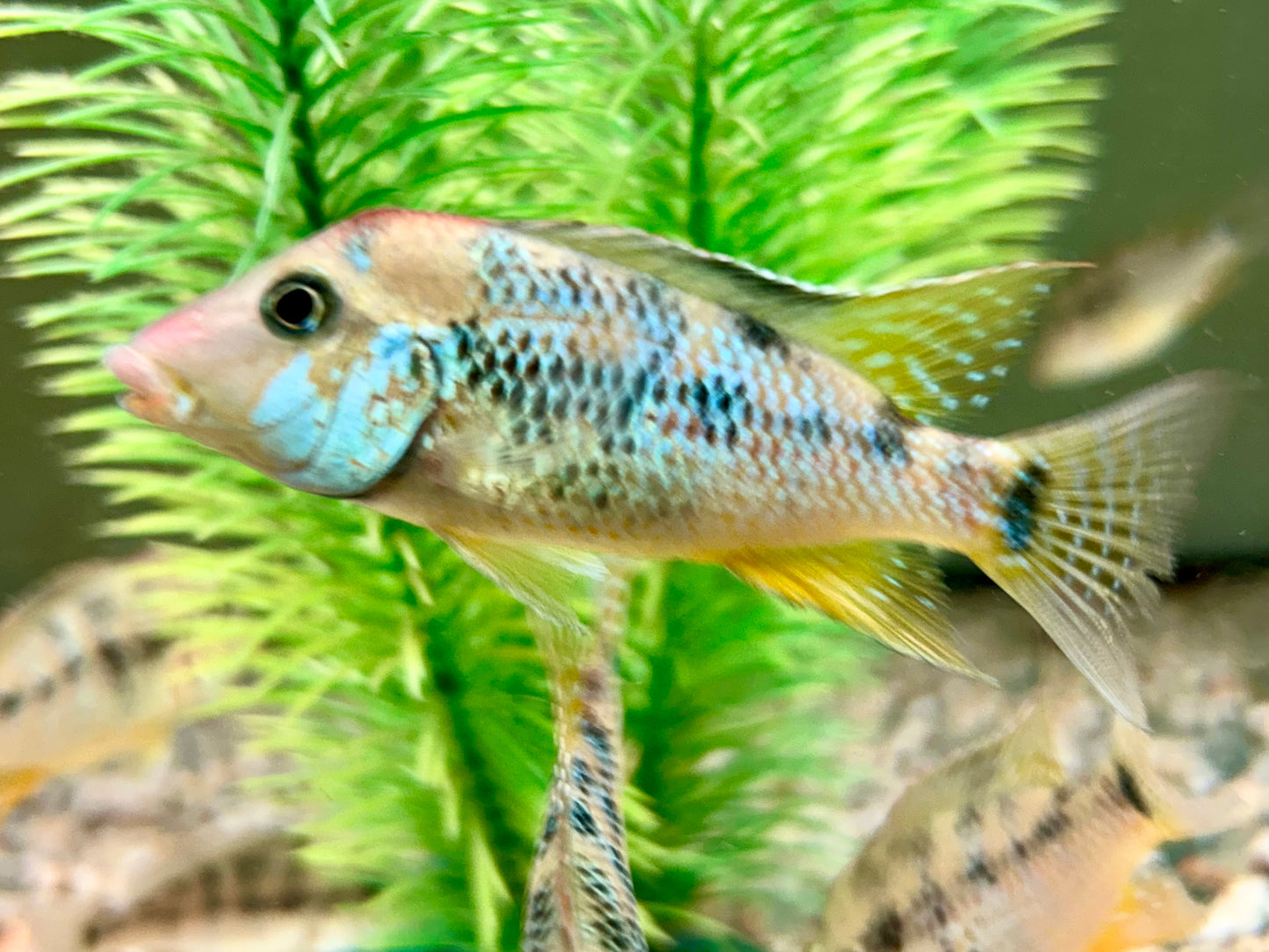 Rothauben Erdfresser Geophagus steindachneri