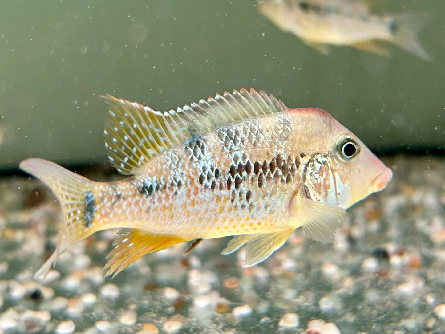 Rothauben Erdfresser Geophagus steindachneri